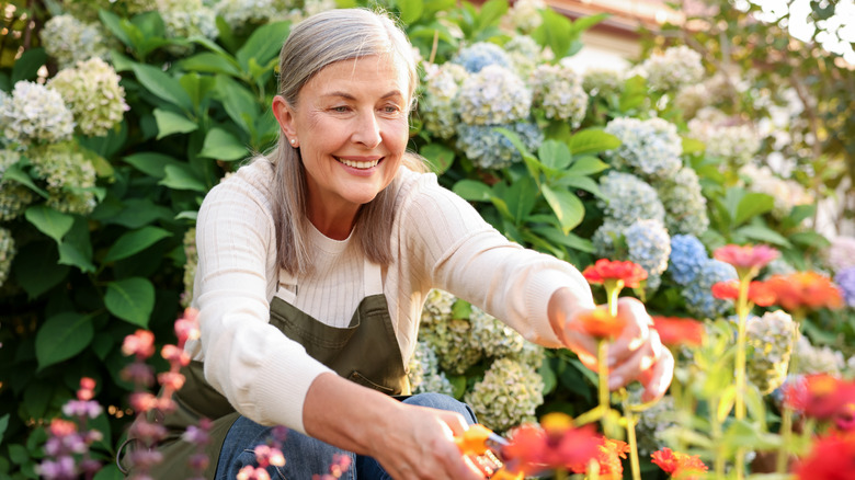 Woman smiling in her garden while cutting red zinnias