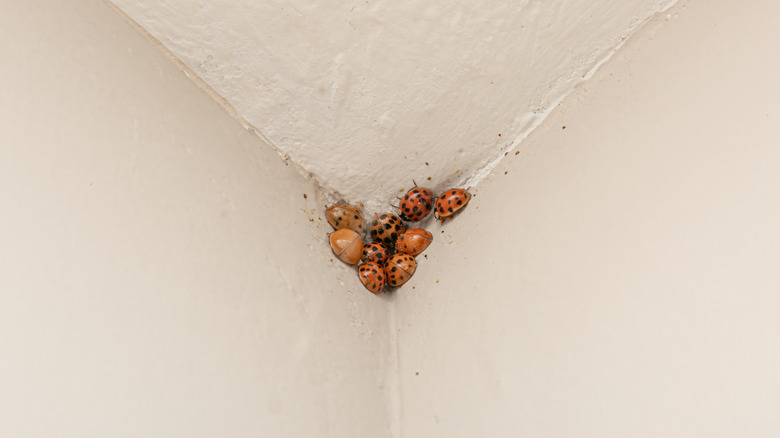 A cluster of Asian lady beetles in the corner of a ceiling