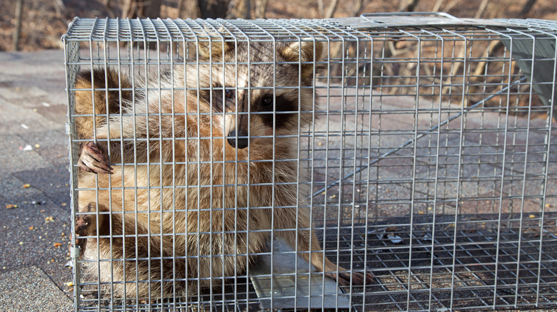 A raccoon caught in a trap