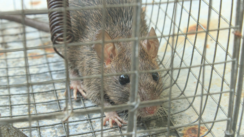 Close up of a rat in a trap
