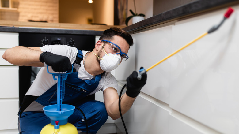 A pest control specialist sprays insecticide under a countertop in the kitchen