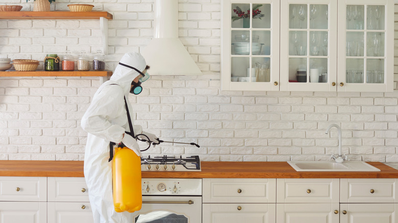 A pest control expert sprays a chemical onto a kitchen countertop