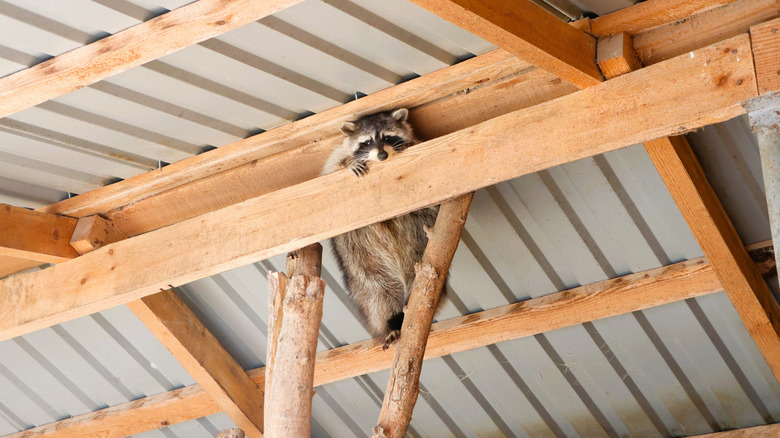 A raccoon sitting on wooden rafters