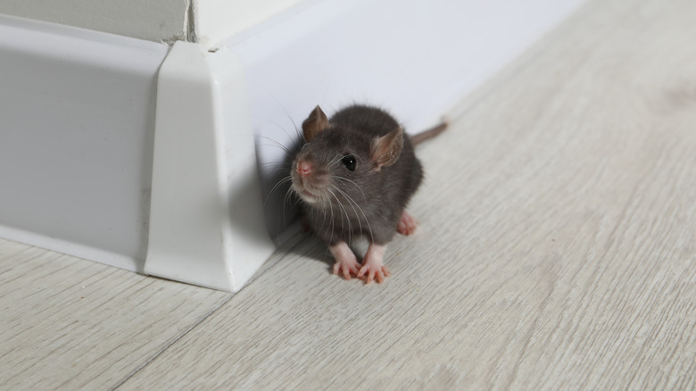 A rat next to a white baseboard