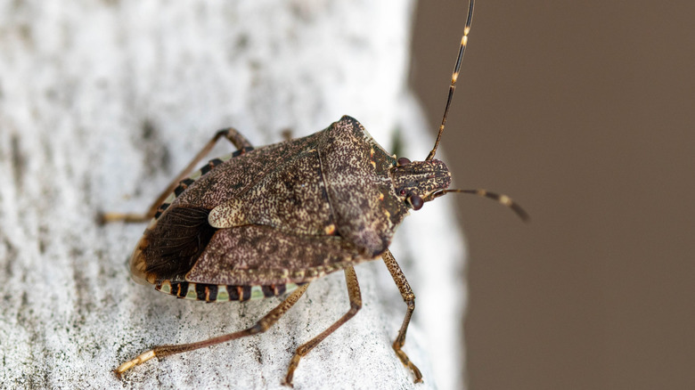 A stinkbug sits on a concrete surface