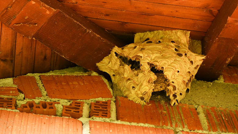 A wasp nest in the attic of a house