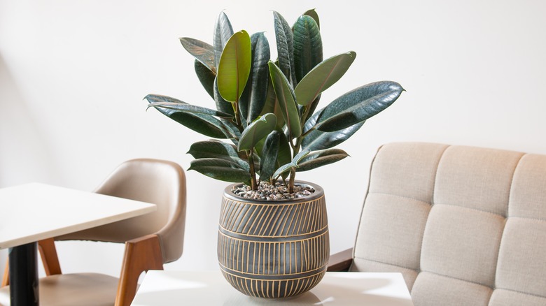 rubber tree in pot on table