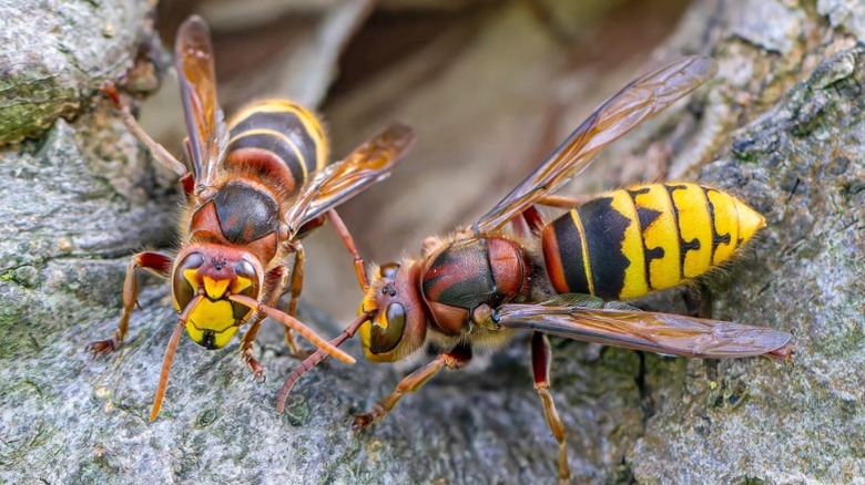 Two hornets guarding the entrance to their nest.