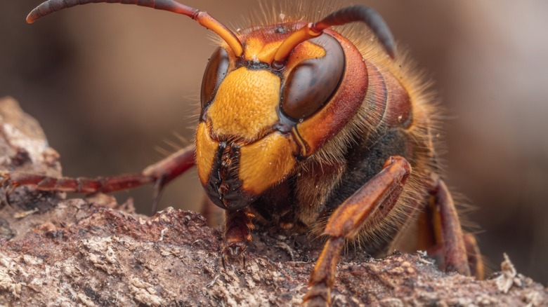 A hornet on tree bark.