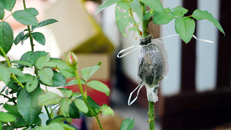 air layering rose plant