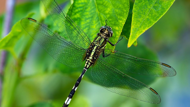 close up of dragonfly