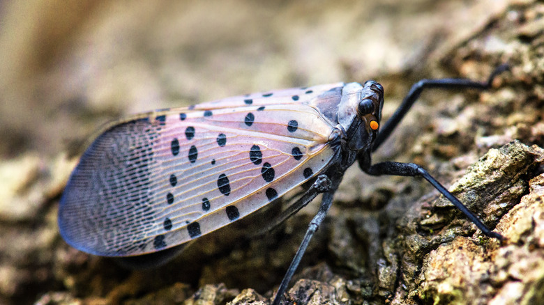 A spotted lantern fly rests on some bark.