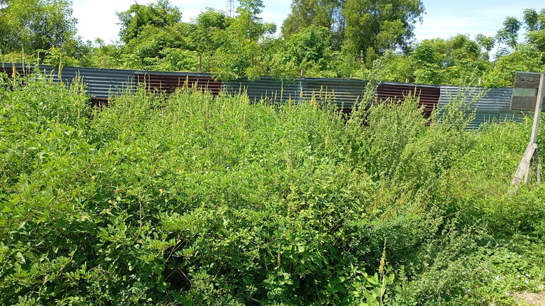 A garden full of weeds.