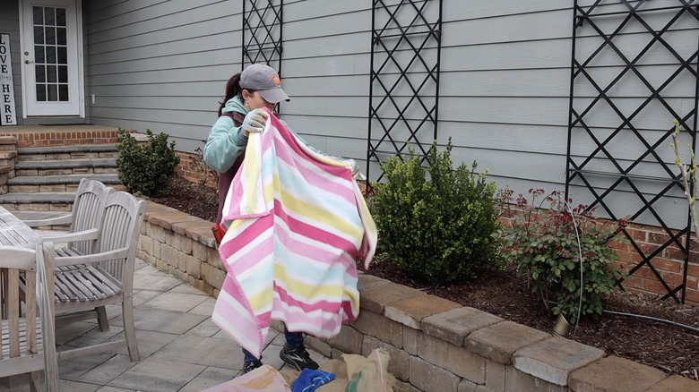 A woman prepares to lay an old towel over a raised garden bed as a weed barrier.