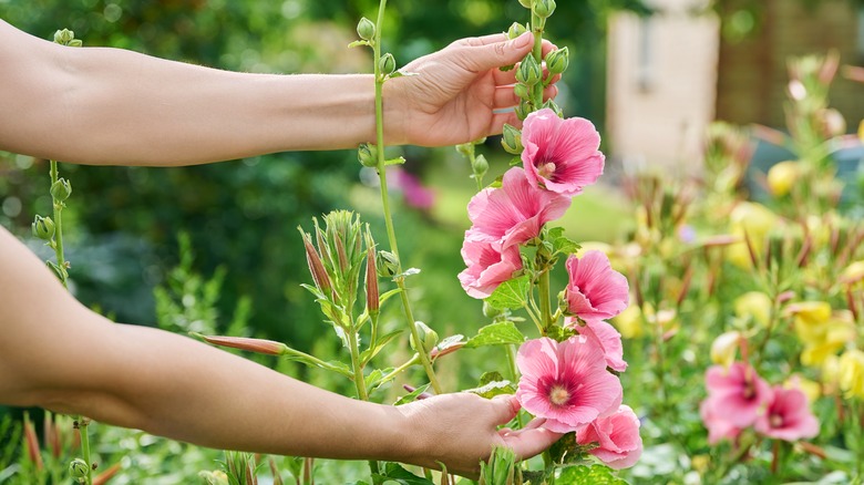 gardener holding hollyhock