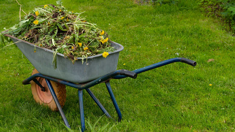 compost on lawn