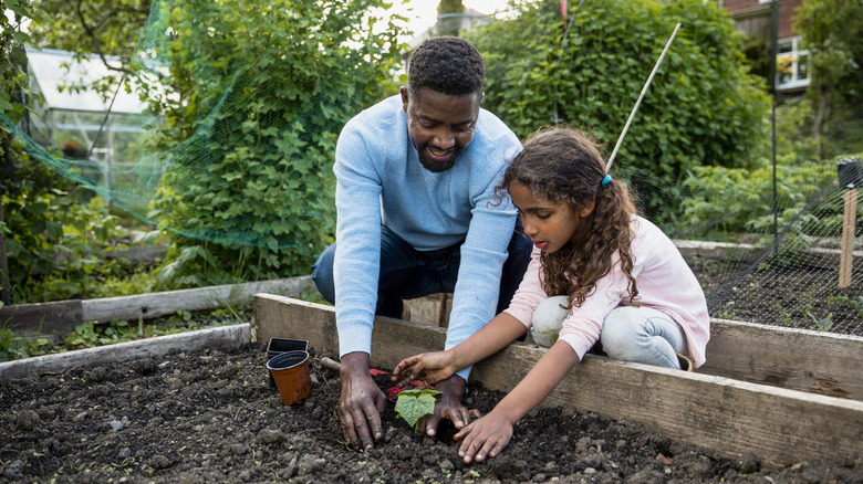 father and daughter mixing compost
