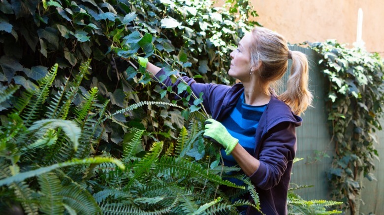 A woman pulling at ivy growing on a wall