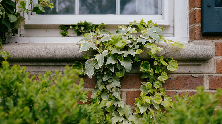 English ivy growing on a windowsill