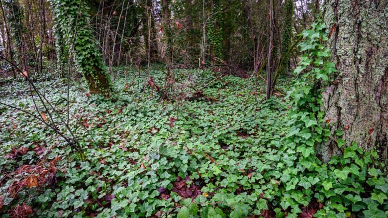 English ivy taking over woodland area
