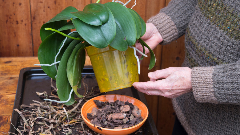 A person repotting an orchid.