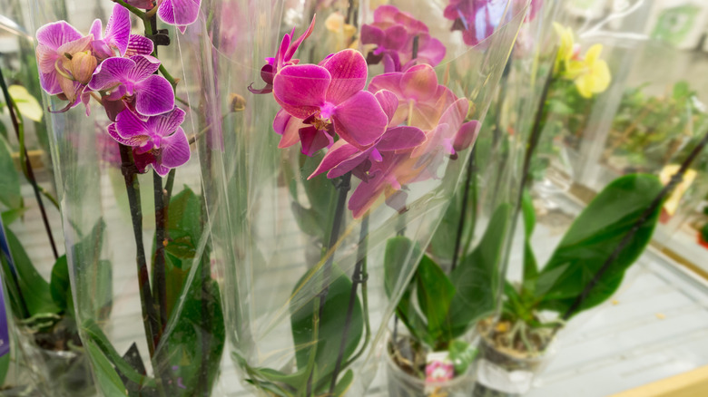 Supermarket orchids wrapped in plastic.