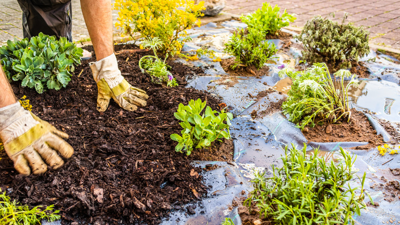 hands installing landscape fabric and mulch around plants in the ground