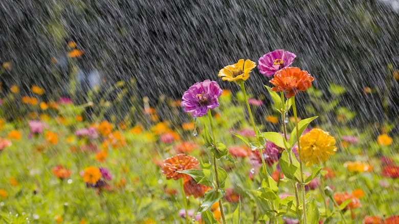 Rain over multicolored flowers outdoors