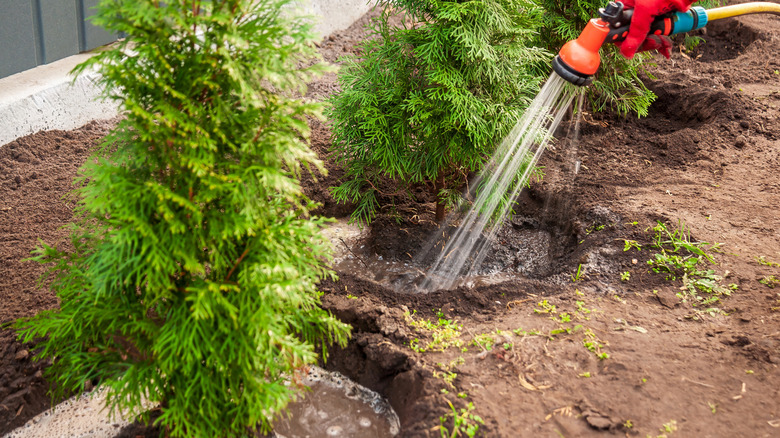A person wearing red gloves waters newly planted evergreen trees in a garden