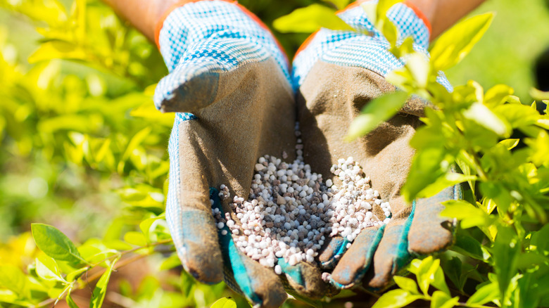 granulated fertilizer pellets in gardeners hand