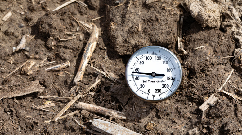 Thermometer stuff in garden soil