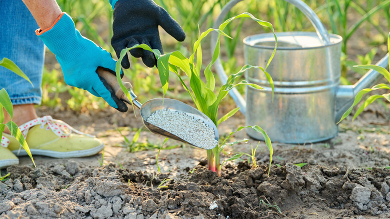 Close up of mineral fertilizers in hands, fertilizing corn plants