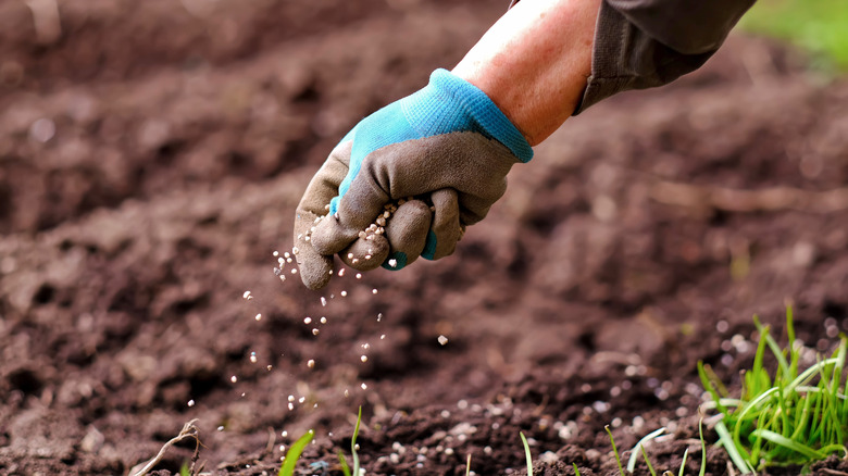 Gloved hand sprinkling granulated fertilizer on a bare field