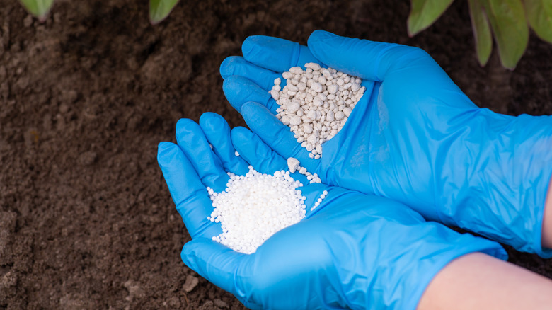 Holding two types of fertilizers in hands near bushes
