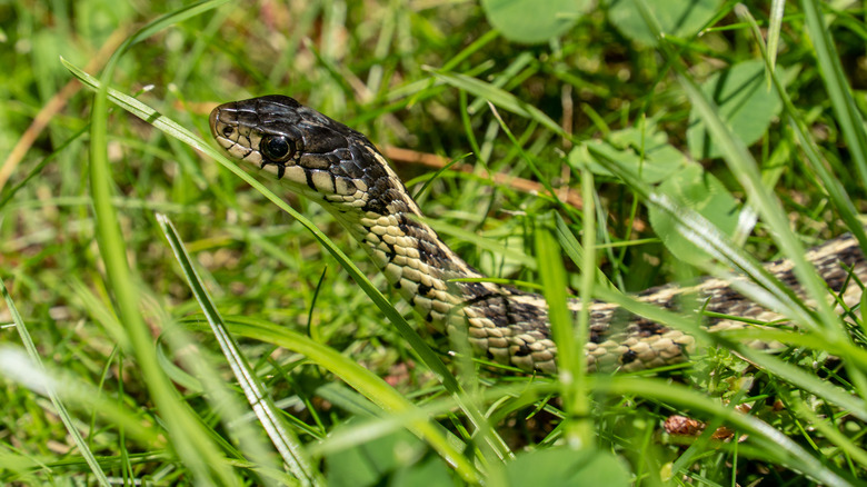 serpente nell'erba