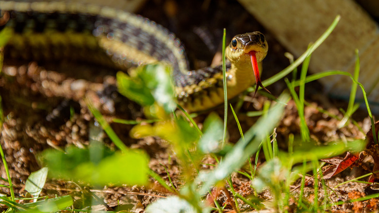 snake in grass