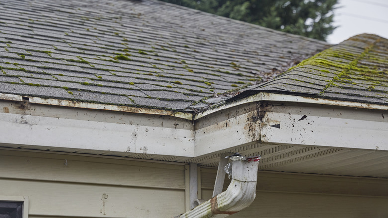 An aged roof with moss growing around the shingles.