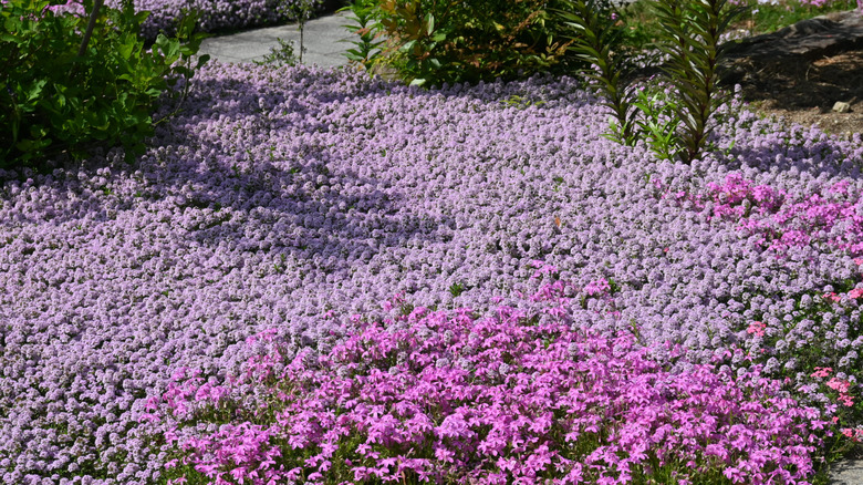 Creeping thyme in full bloom with light pink flowers next to creeping phlox with darker pink flowers