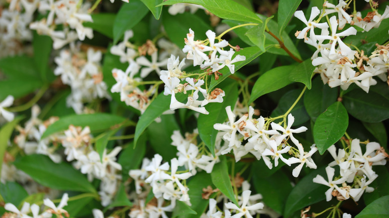 a blooming star jasmine vine