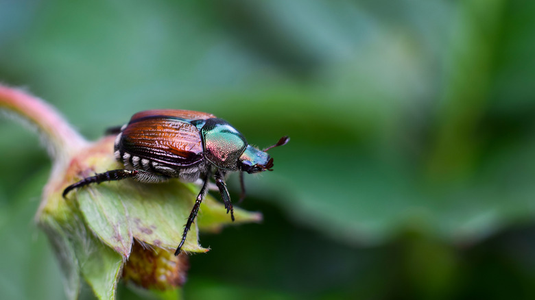 Closeup macro of Japanese beetle sitting on a plant in a garden