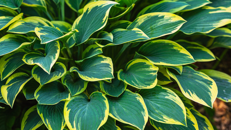 A variegated hosta thrives in a garden.