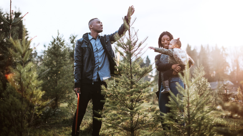 Family inspecting Christmas tree in the field
