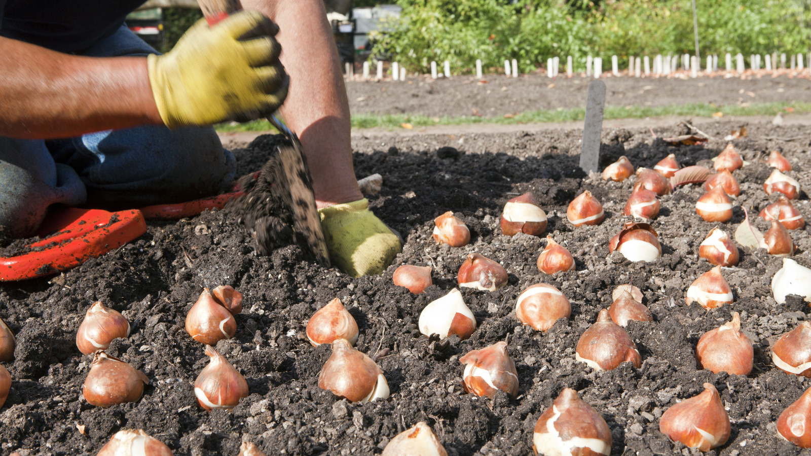 Ground Covers To Plant With Flower Bulbs In The Fall While You Wait For