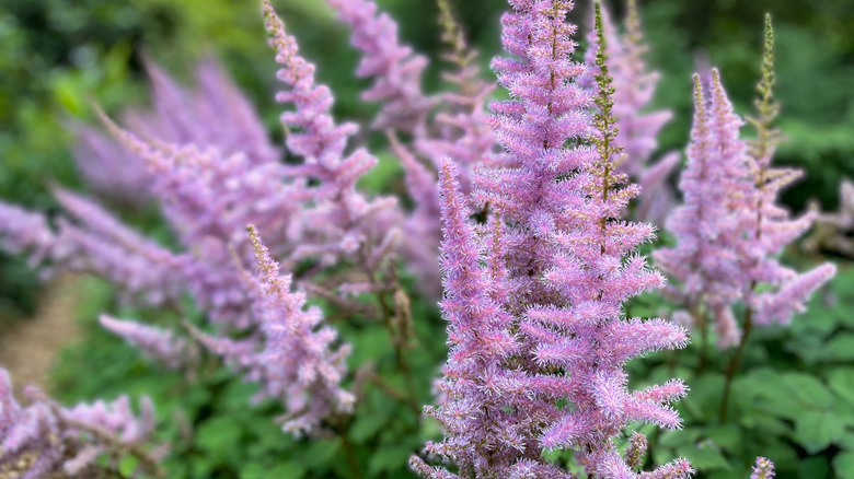 light purple astible flowers blooming on tall spikes over green foliage near a garden path