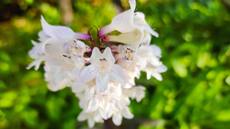 Top down view of a single stalk of bearded tongue, trumpet shaped flowers over green foliage