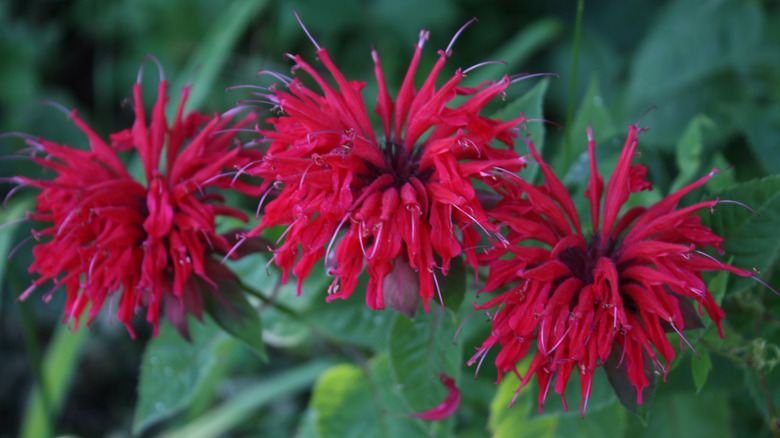 Three red bee balm flowers in full bloom over dark green foliage