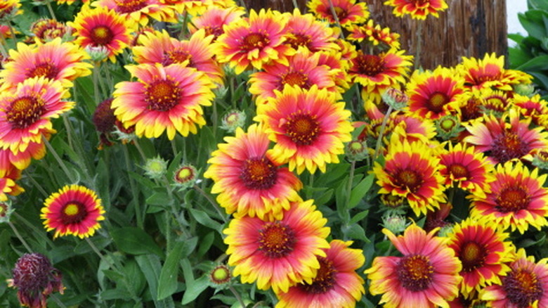 Orange and yellow blanket flowers in bloom in a dense flower bed with green foliage
