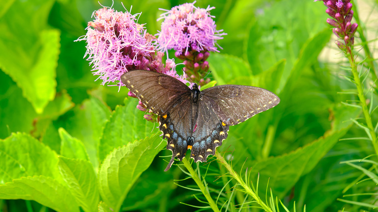 Butterfly with open wings on a blazing star flower in front of light green foliage