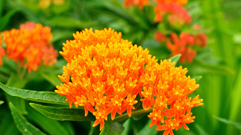 Close up of a cluster of bright orange butterfly weed blossoms over green foliage in a flower bed