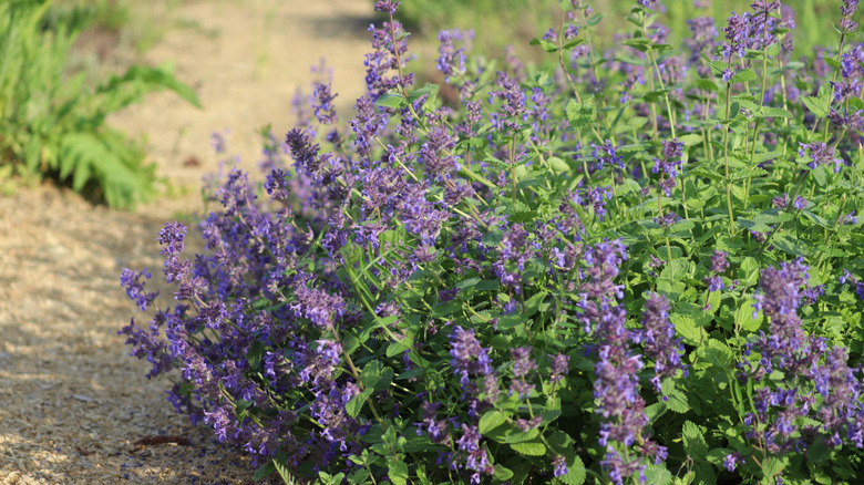 A short bush of catmint with purplbe flowers near a garden path in the sun